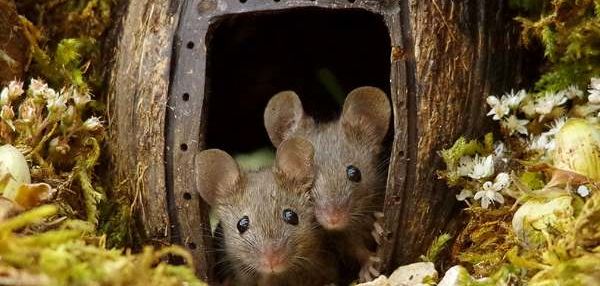 Мужчина построил в своем саду целый городок для семейства мышей