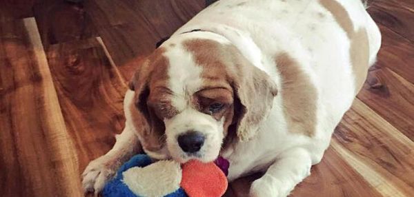 Очень толстого спаниеля посадили на диету