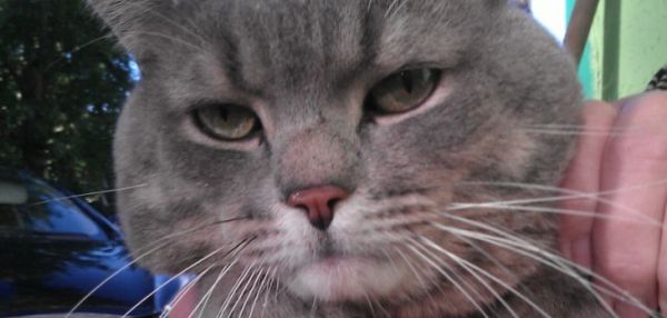 "Он не то что мяукал - разговаривал!": история пензенского выброшенного из машины кота