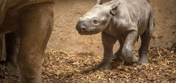 В ЗООПАРКЕ ЧЕСТЕРА ОЧЕНЬ РЕДКИЙ НОСОРОГ ШОКИРОВАЛ ПОСЕТИТЕЛЕЙ, ВНЕЗАПНО РОДИВ ДЕТЕНЫША