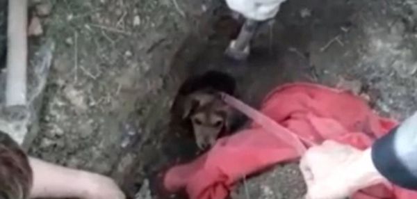 Бразильские пожарные спасли собаку, которая на пять дней застряла в сливной трубе