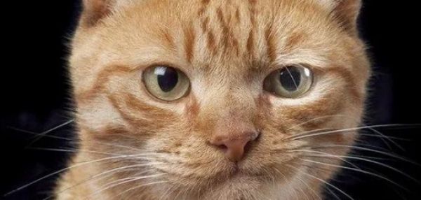 КОТ СДАЛ ХОЗЯИНА-ДОЛЖНИКА ПО АЛИМЕНТАМ