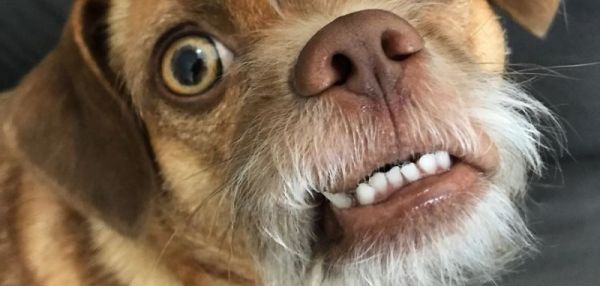 ПЕС С НЕВЕРОЯТНО ВЫРАЗИТЕЛЬНОЙ МОРДОЙ СТАЛ НОВОЙ ЛОХМАТОЙ ЗВЕЗДОЙ ИНСТАГРАМА