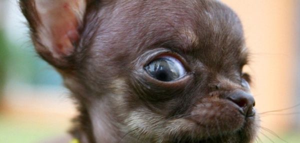 Учёные создали 49 клонов чихуахуа Милли, чтобы понять, почему у неё такой маленький рост