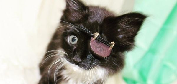 Маленький котенок-пират Шрам