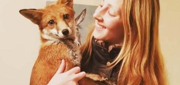 Девушка вырастила дикого лисенка вместе со своими собаками