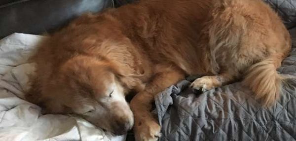 Щенок стал другом для слепой собаки