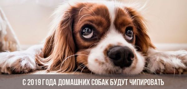 С 2019 года домашних собак будут чипировать