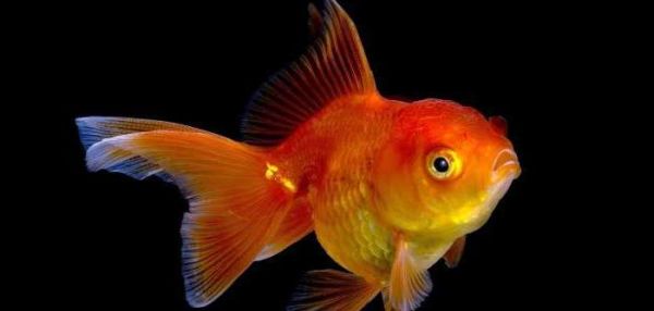 Пьянство помогает золотым рыбкам выживать в экстремальных условиях