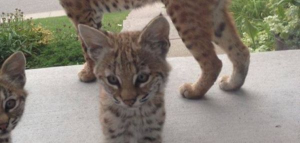 Семья рысей пришла прямо ко входной двери дома