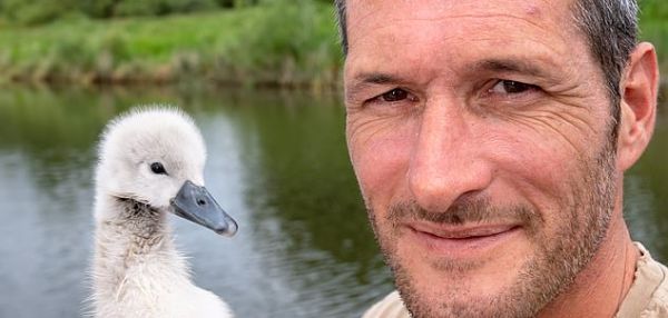 Спасенный мужчиной лебеденок, вернулся к нему через три месяца