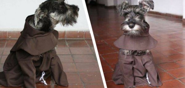 Брат Биготон: в Боливии монахи приняли в свою общину щенка