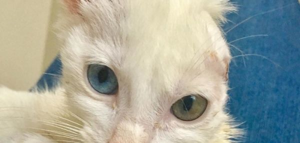 ЖЕНЩИНА СПАСЛА И ВЫХОДИЛА ОДНОУХОГО КОТЕНКА С ЛЕЙКЕМИЕЙ