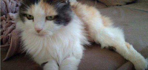 Я решил, что она уже умерла: на улице было -30 градусов». Мужчина по дороге домой спас заледеневшую кошку и отвез ее за 400 километров в клинику