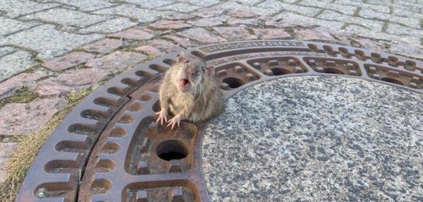 В Германии спасли застрявшую в люке толстую крысу застря