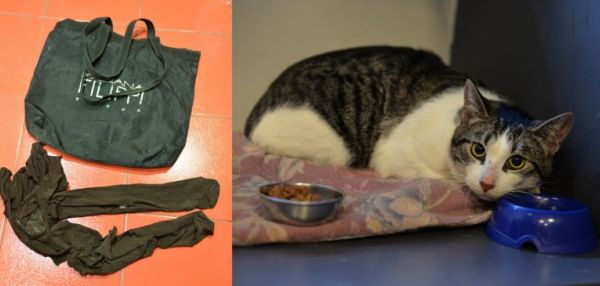 Сотрудники котокафе спасают подкинутого связанного кота