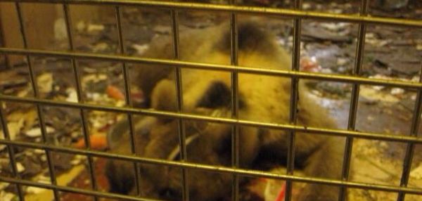 Из гаража на юге Москвы спасли медвежонка