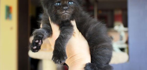 РУССКИЙ КОТЕНОК С "ЧЕЛОВЕЧЕСКОЙ" МОРДОЧКОЙ УДИВИЛ ИНТЕРНЕТ