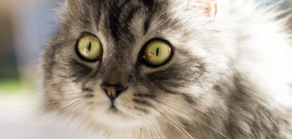 КАК КОШКИ ВОСПРИНИМАЮТ ОКРУЖАЮЩИЙ МИР