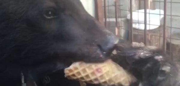 В Геленджике молодую медведицу поместили в зоопарк