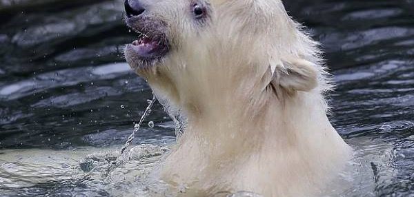 ПЕРВЫЕ УРОКИ ПЛАВАНИЯ БЕЛОГО МЕДВЕЖОНКА ИЗ БЕРЛИНСКОГО ЗООПАРКА