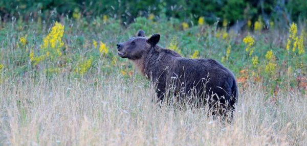 Турист напугал напавшего на него бурого медведя