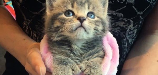 ЖИТЕЛЬНИЦА МОНРЕАЛЯ НАШЛА ДВУХ КОТЯТ С ДОПОЛНИТЕЛЬНЫМИ ПАЛЬЦАМИ НА ЛАПКАХ