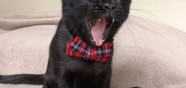 Особенный кот Арис с паучьими лапками