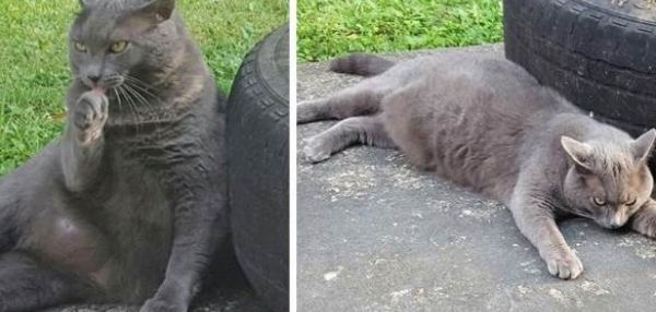 Переехав в новый дом, женщина получила в нагрузку толстого и недоверчивого кота