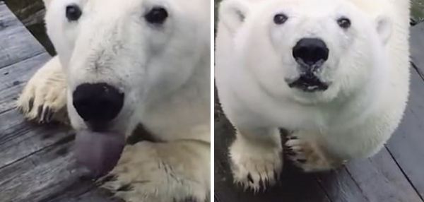 Белый медведь пришёл в гости