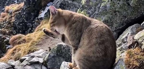 Парень залез на самую высокую гору Польши и увидел там кота