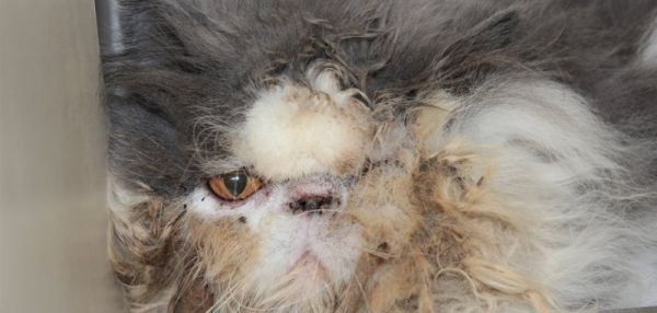 Заброшенного кота-экзота избавили от мешка свалявшейся шерсти