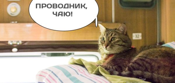 Домашним животным разрешат ездить в поездах без хозяев