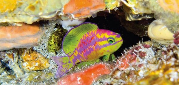 У берегов Бразилии на 120-метровой глубине обнаружили новую и невероятно красивую рыбку