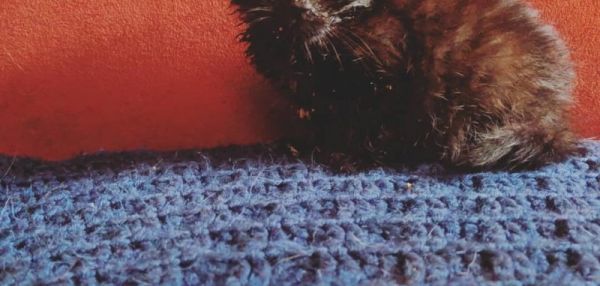 ЧЕРНЫЙ КОТЕНОК ИЗ ПРИЮТА НЕОЖИДАННО СТАЛ МЕНЯТЬ ЦВЕТ НА СЕРЫЙ