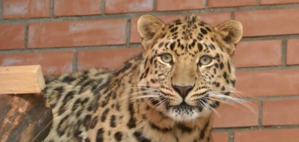 Леопард Николай познакомился со своей невестой