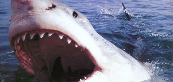 Ученые огласили десятку самых опасных для человека животных