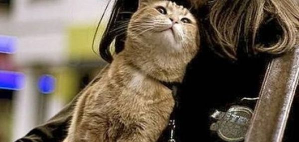 Рыжий уличный кот, который спас человека