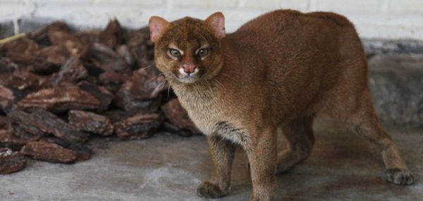 В зоопарке Екатеринбурга теперь можно увидеть ягуарунди
