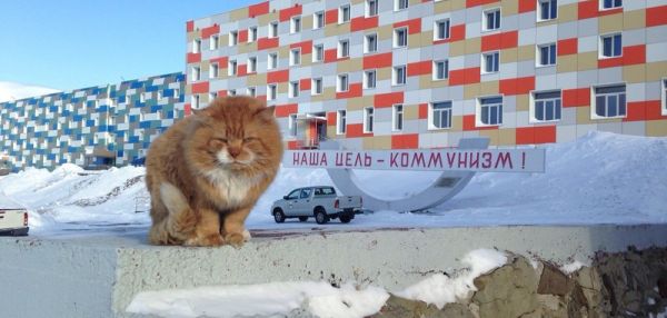 Кеша - единственный кот на норвежском архипелаге Шпицберген