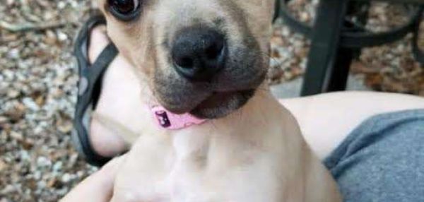 Щенок с ушами-булочками очаровал спасателей