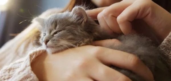 Почему беременных женщин нужно держать подальше от кошек