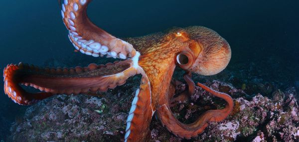 Владелец рыбного рынка выкупает и отпускает на волю осьминогов, считая их разумными