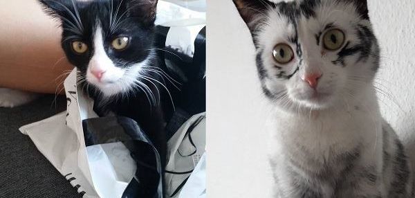 ИЗ ЧЕРНОЙ В БЕЛУЮ: УДИВИТЕЛЬНОЕ ПРЕВРАЩЕНИЕ КОШКИ С РЕДКОЙ АНОМАЛИЕЙ