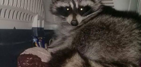 В Балашихе альпинисты сняли с дерева енота