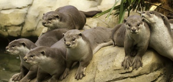Индийские выдры удивили ученых своим интеллектом