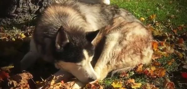 Дружба хаски и утки удивляет жителей Миннесосты