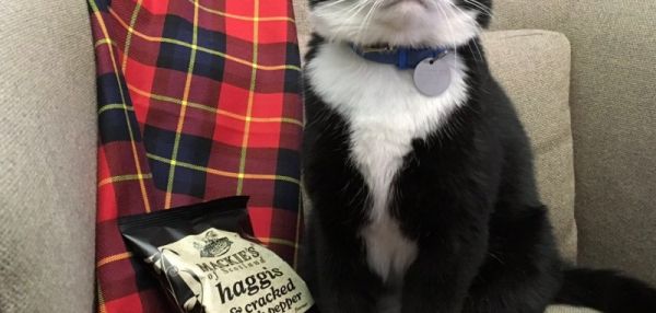 Почетный караул для главного кота британского МИД