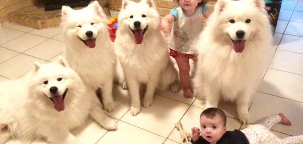 ВЕСЕЛАЯ ЖИЗНЬ С ДВУМЯ МАЛЫШАМИ И ЧЕТЫРЬМЯ САМОЕДАМИ