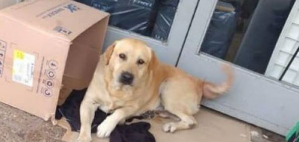 В АРГЕНТИНЕ ПРЕДАННЫЙ ЛАБРАДОР НЕДЕЛЮ СИДЕЛ У ДВЕРЕЙ БОЛЬНИЦЫ В ОЖИДАНИИ ХОЗЯИНА
